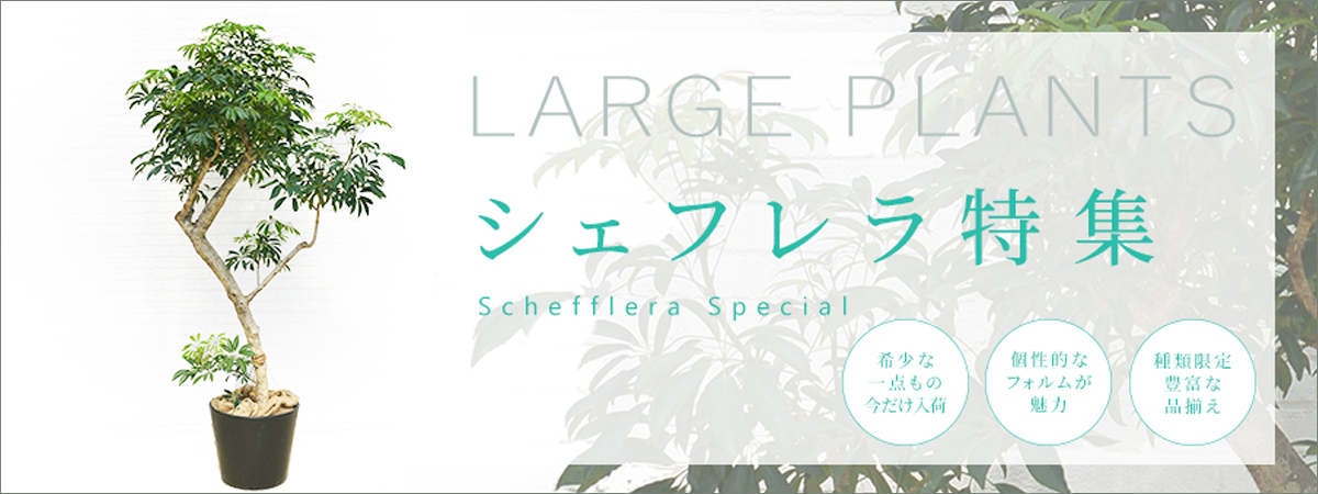 914x340ordersize.jpg