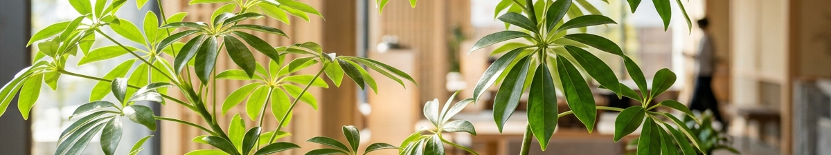 ForSummerColumns_4_1200_225.png