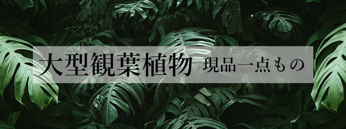 20250610_site_banner_Fix.jpg