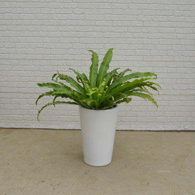 観葉植物アビスの正面画像