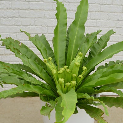 観葉植物アビスのややアップ画像