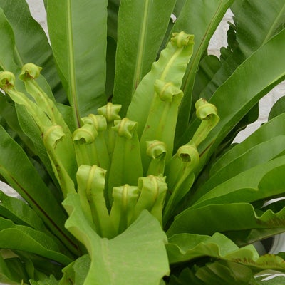 観葉植物アビスの葉のアップ画像