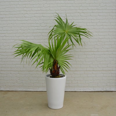 観葉植物ビロウヤシの正面画像