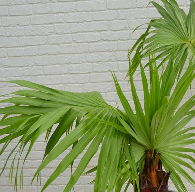 観葉植物ビロウヤシのややアップ画像