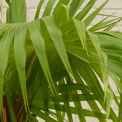 観葉植物ビロウヤシの葉のアップ画像