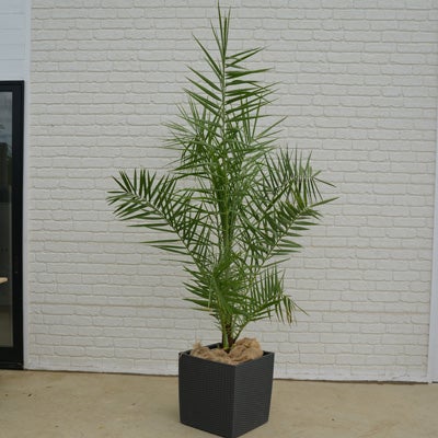 観葉植物ナツメヤシの正面画像