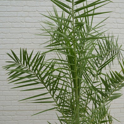 観葉植物ナツメヤシのややアップ画像