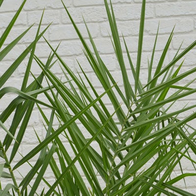 観葉植物ナツメヤシの葉のアップ画像