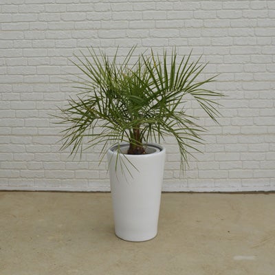 観葉植物ヤタイヤシの正面画像