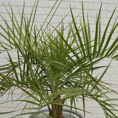 観葉植物ヤタイヤシのややアップ画像