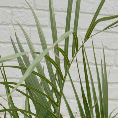 観葉植物ヤタイヤシの葉のアップ画像