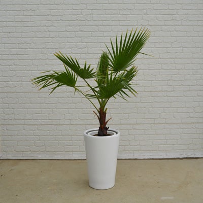 観葉植物ワシントンヤシの正面画像