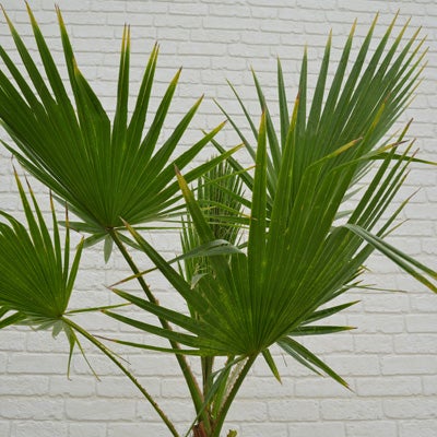 観葉植物ワシントンヤシのややアップ画像