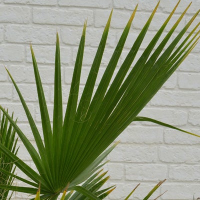 観葉植物ワシントンヤシの葉のアップ画像