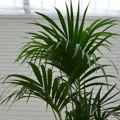 観葉植物ケンチャヤシのややアップ画像