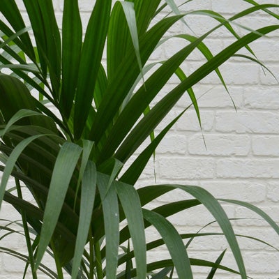 観葉植物ケンチャヤシの葉のアップ画像