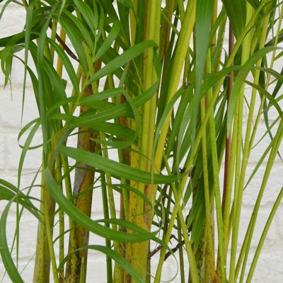 観葉植物アレカヤシのややアップ画像