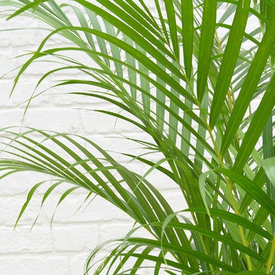 観葉植物アレカヤシの葉のアップ画像