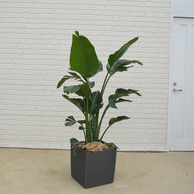 観葉植物オーガスタの正面画像