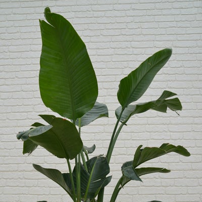 観葉植物オーガスタのややアップ画像