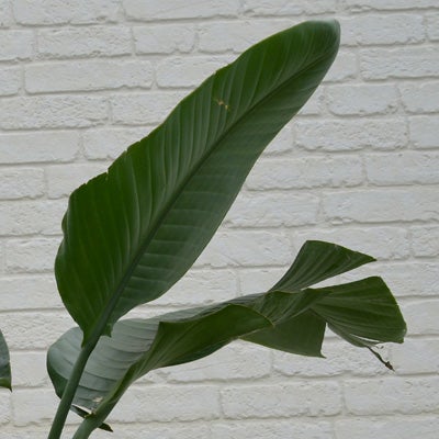 観葉植物オーガスタシの葉のアップ画像