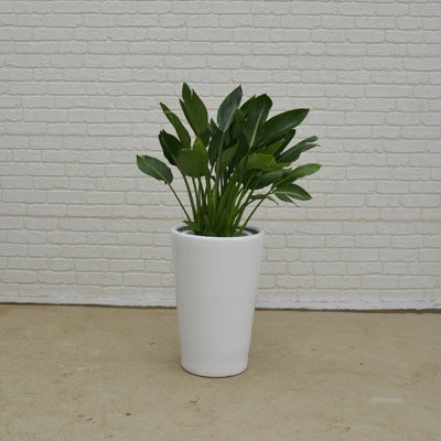 観葉植物ストレチアレギネの正面画像