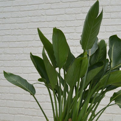 観葉植物ストレチアレギネのややアップ画像