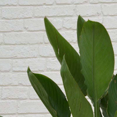 観葉植物ストレチアレギネの葉のアップ画像