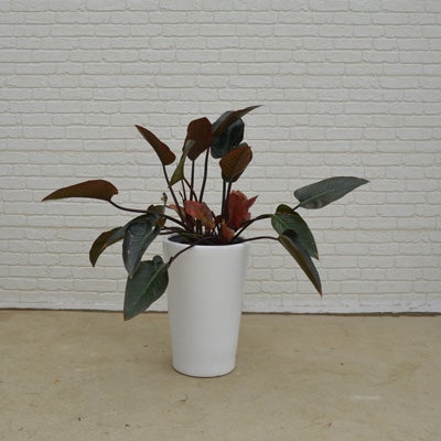 観葉植物フィロデンドロンの正面画像