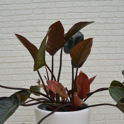 観葉植物フィロデンドロンのややアップ画像