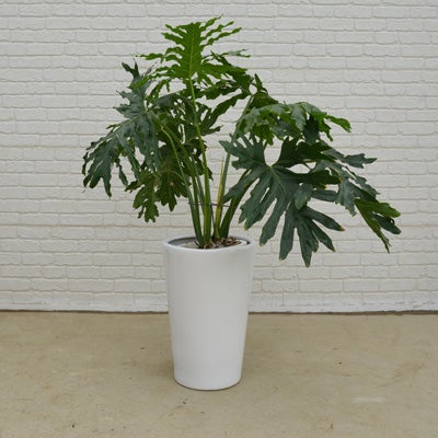 観葉植物セロームの正面画像