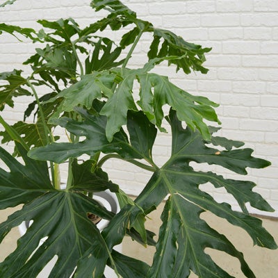 観葉植物セロームのややアップ画像