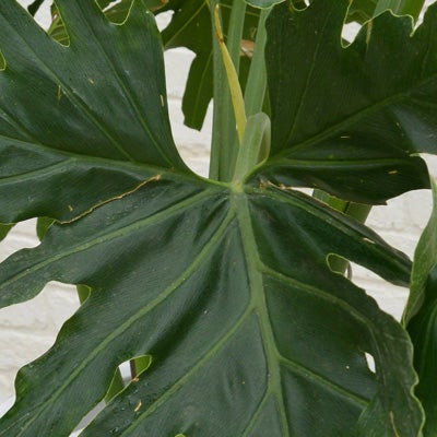 観葉植物セロームの葉のアップ画像