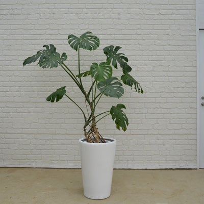 観葉植物モンステラの正面画像