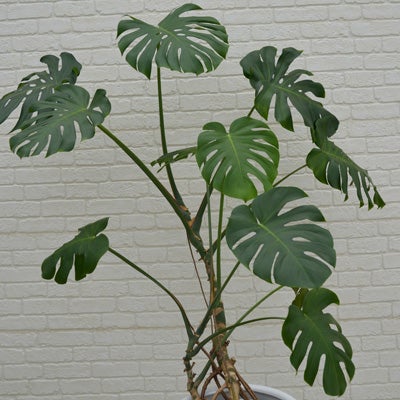 観葉植物モンステラのややアップ画像