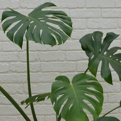 観葉植物モンステラの葉のアップ画像