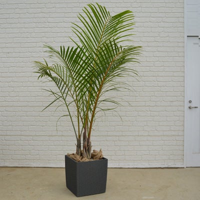 観葉植物トックリヤシモドキの正面画像