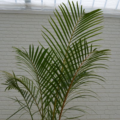 観葉植物トックリヤシモドキのややアップ画像