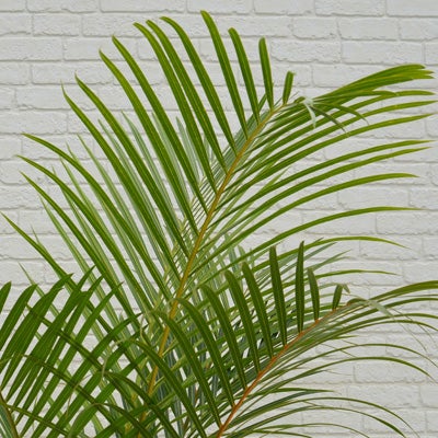 観葉植物トックリヤシモドキの葉のアップ画像