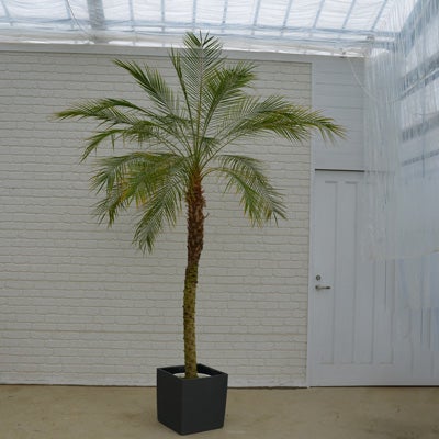 観葉植物フェニックスロベレニーの正面画像