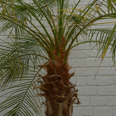 観葉植物フェニックスロベレニーのややアップ画像