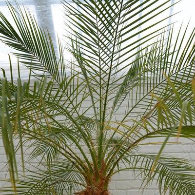 観葉植物フェニックスロベレニーの葉のアップ画像